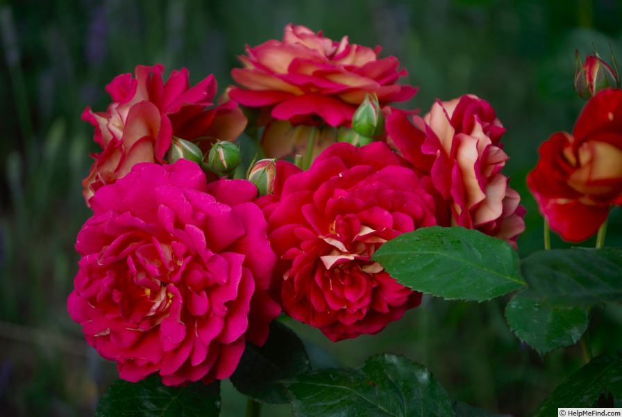 'Die Sehenswerte ®' rose photo