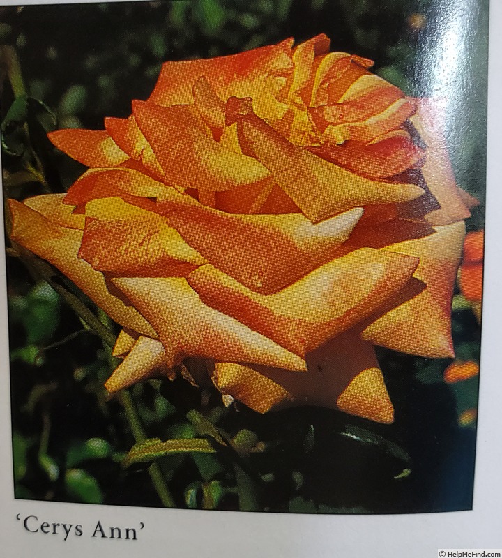 'Cerys Ann' rose photo