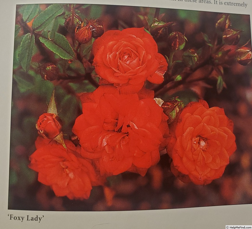 'Foxy Lady ™ (miniature, Christensen 1980)' rose photo