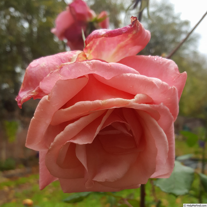 'Blessings' rose photo
