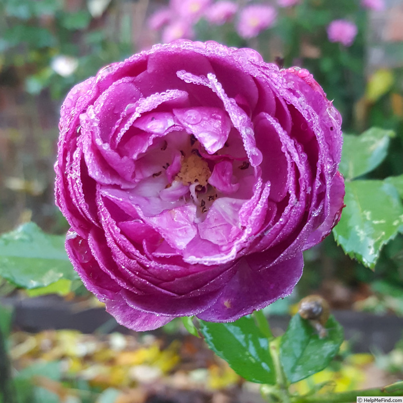 'Eufemia' rose photo