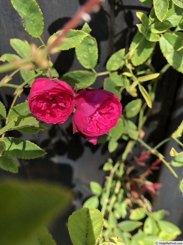 'AKA 217-18' rose photo