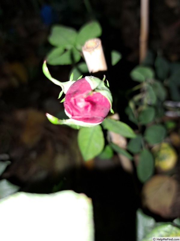 'Baronne Caroline ®' rose photo