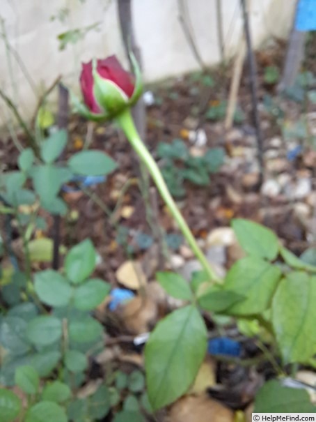 'Baronne Caroline ®' rose photo