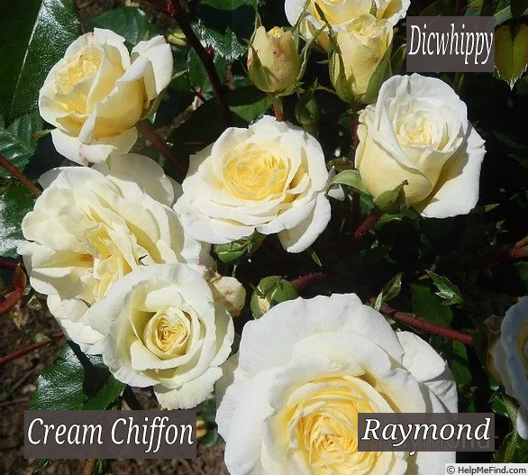 'Cream Chiffon' rose photo