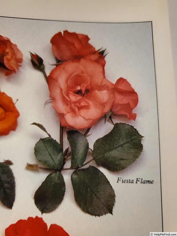 'Fiesta Flame' rose photo