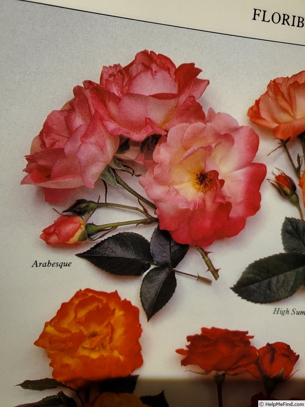 'Arabesque (floribunda, Sanday, 1978)' rose photo