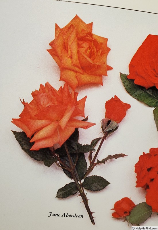 'June Aberdeen' rose photo