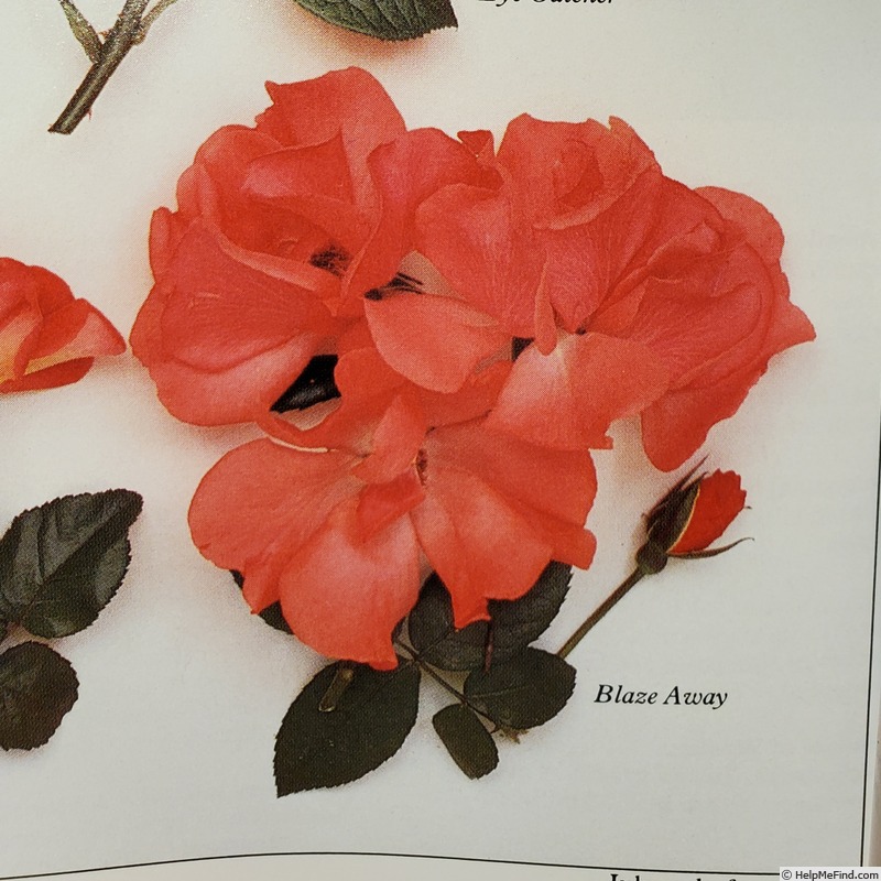 'Blaze Away' rose photo