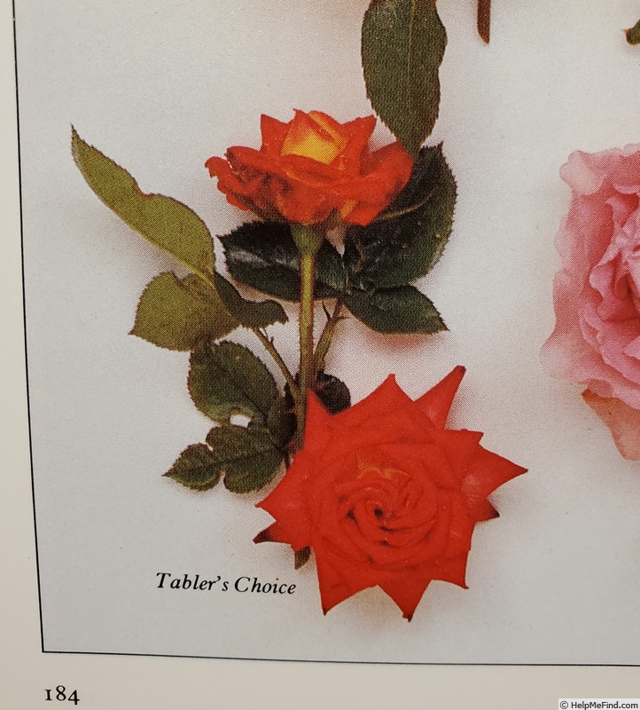 'Tablers' Choice' rose photo
