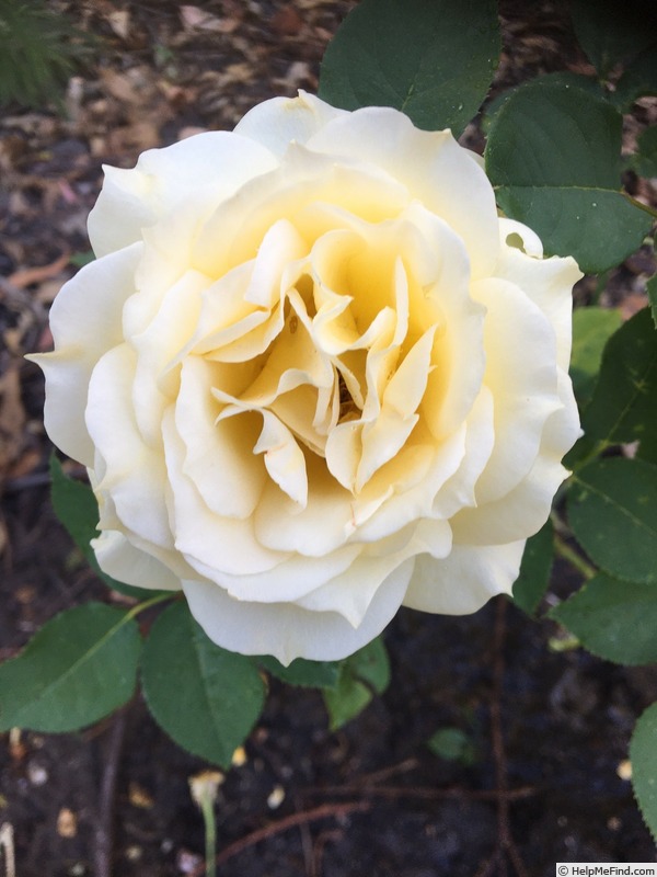 'Dunn Deal' rose photo