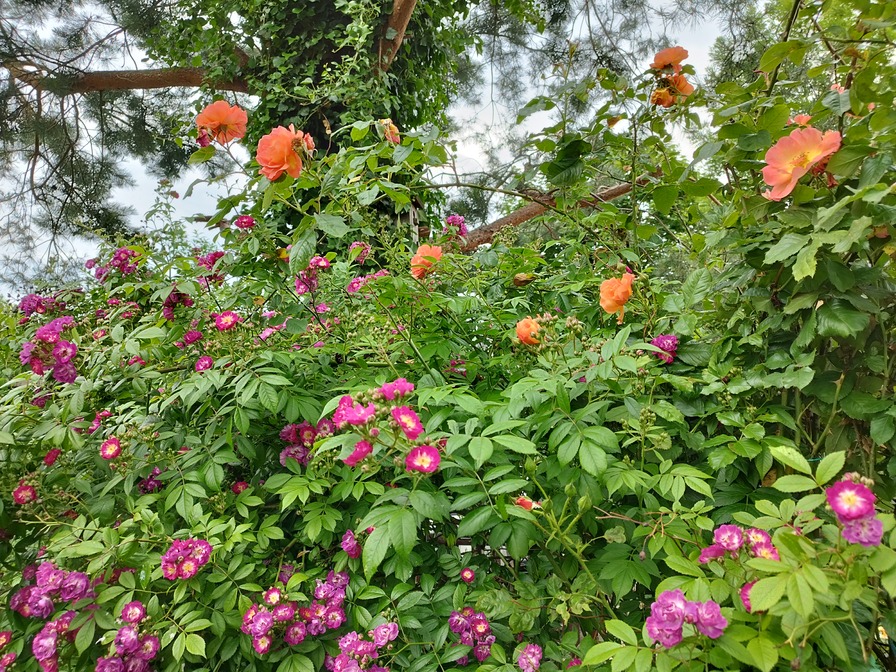 'Róże Macieja (Maciej's roses) - ogród kolekcjonerski'  photo