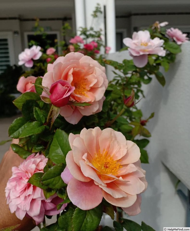 'Distant Drums (Shrub, Buck, 1984)' rose photo