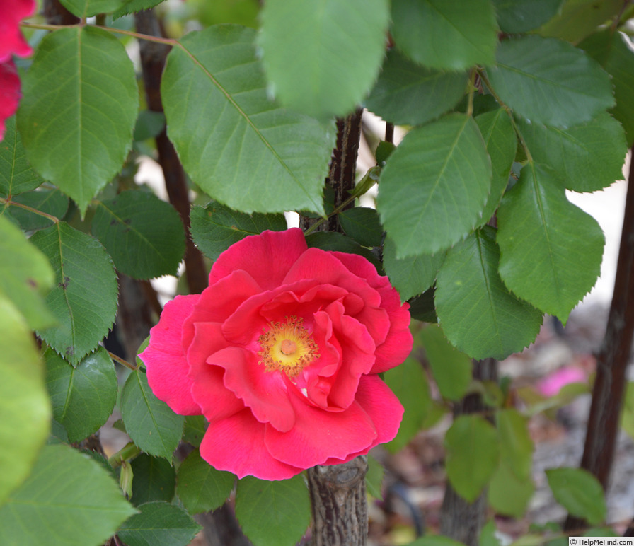 'Editor Stewart' rose photo