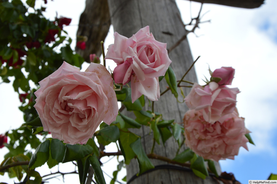 'Lady Medallist' rose photo