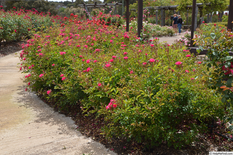 'Mrs. Alston's Rose' rose, click to enlarge 'Mrs. Alston's Rose' rose photo