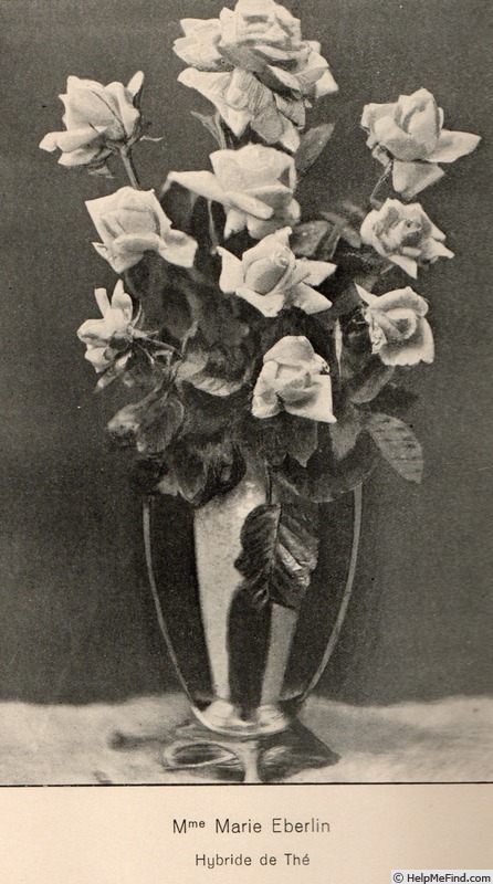 'Madame Marie Eberlin' rose photo