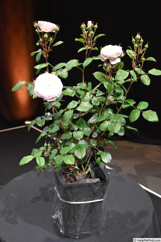 'BRUnmarj' rose photo