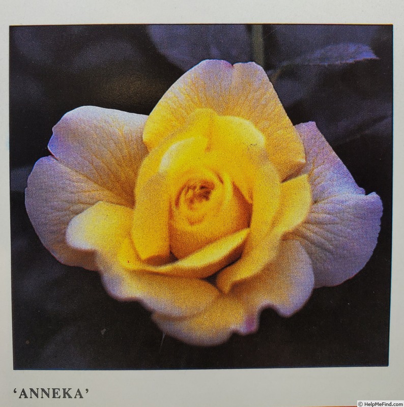 'Anneka' rose photo