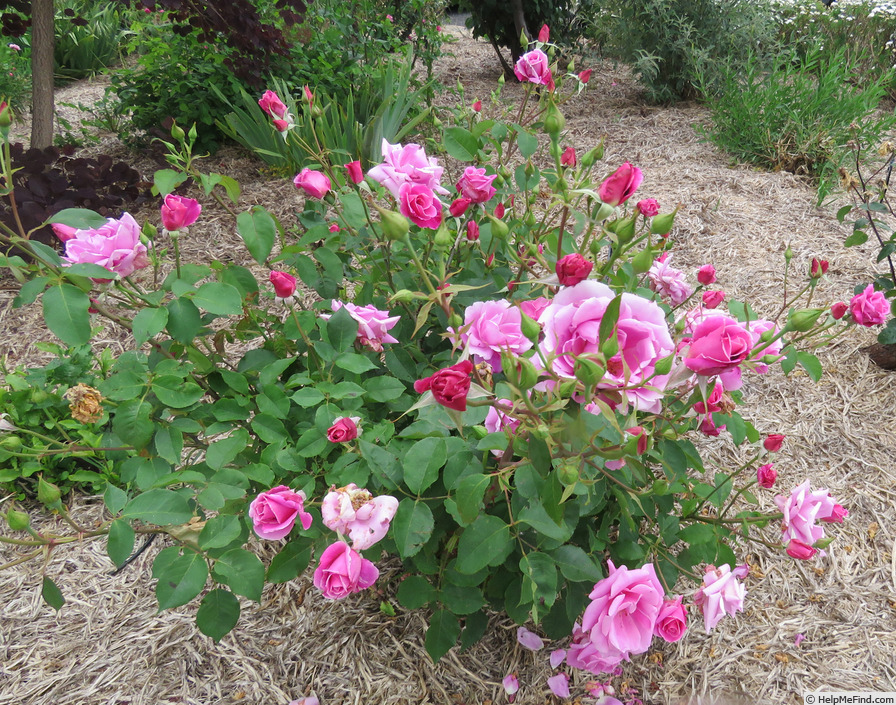 'Mrs. Fred Danks' rose photo