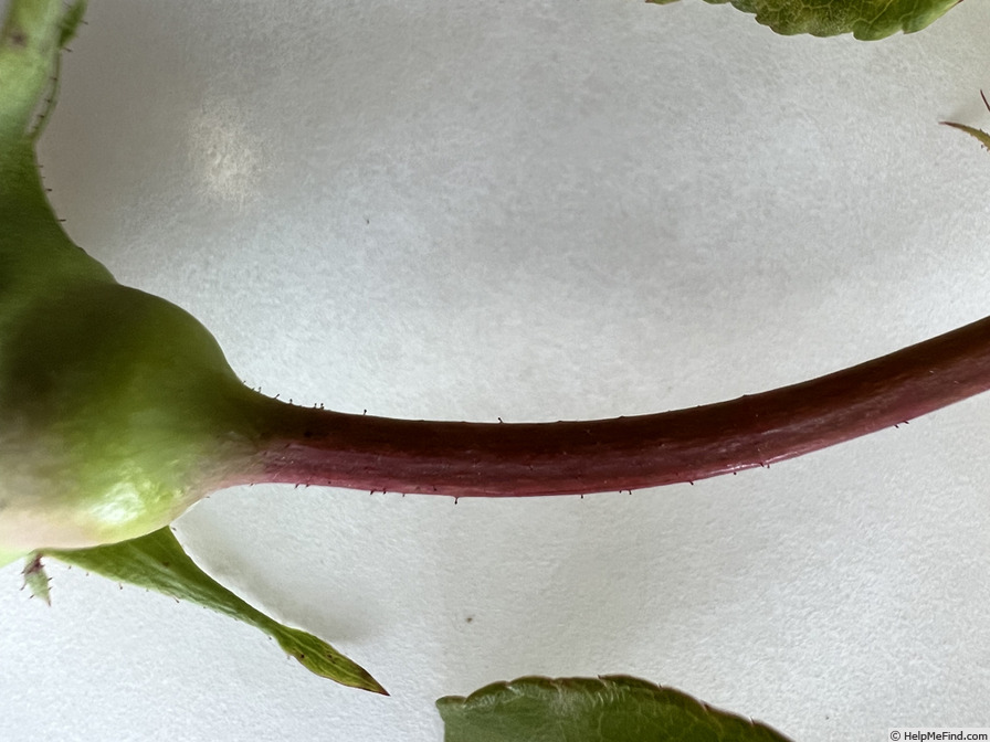 'Laurette (tea, Robert, 1853)' rose photo