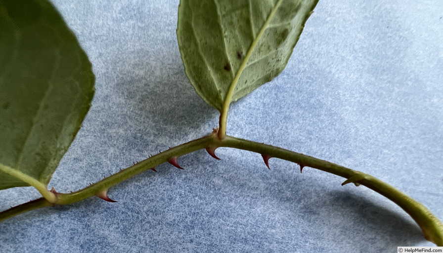 'Laurette (tea, Robert, 1853)' rose photo