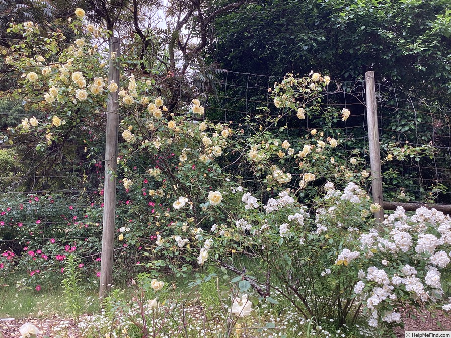 'Easlea's Golden Rambler' rose photo