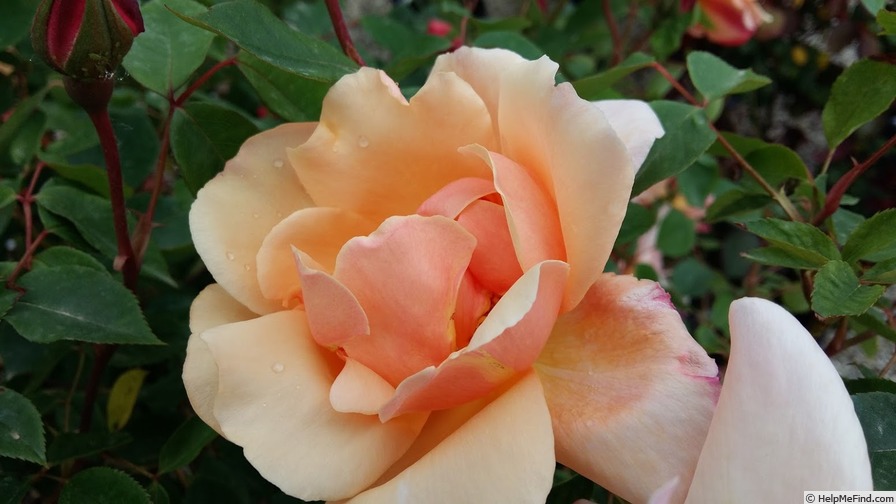 'Micol' rose, click to enlarge 'Micol' rose photo