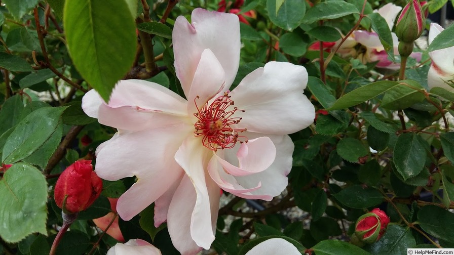 'Micol' rose, click to enlarge 'Micol' rose photo