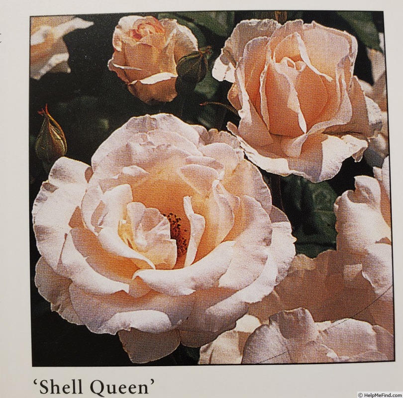 'Shell Queen' rose photo