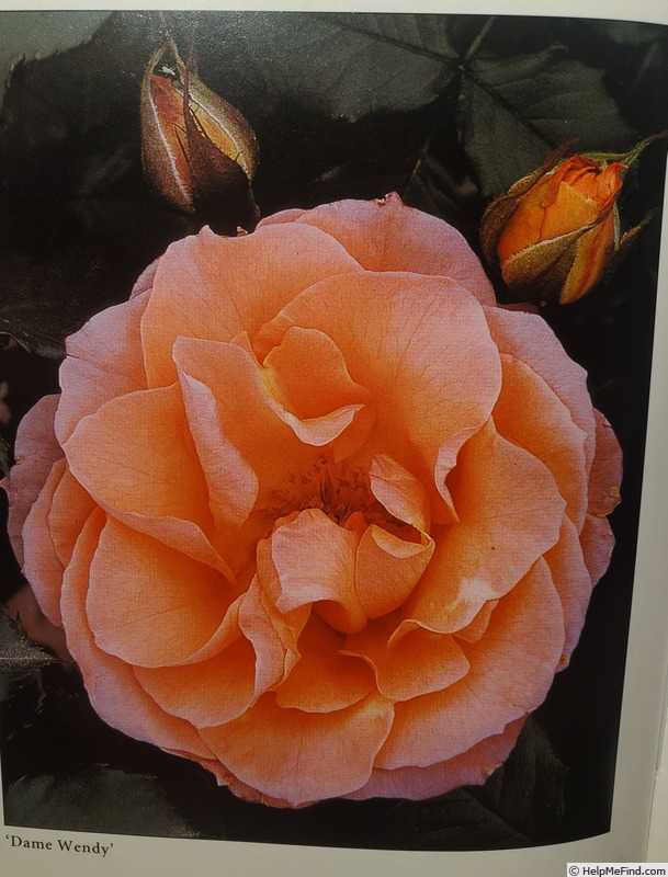 'Dame Wendy' rose photo