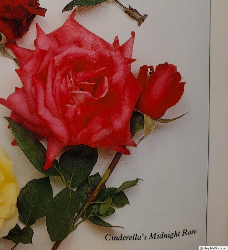 'Cinderella's Midnight Rose' rose photo