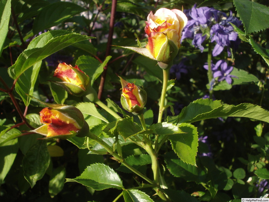 'Rugelda ®' rose photo