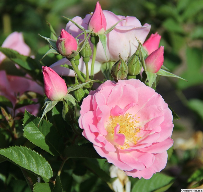 'Roseraie de Morailles ®' rose photo