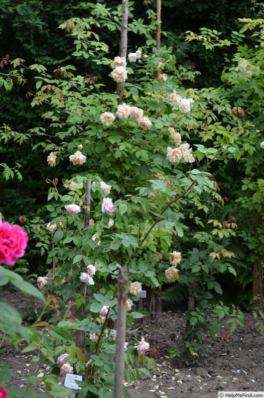 'Comtesse de Galard-Béarn' rose photo