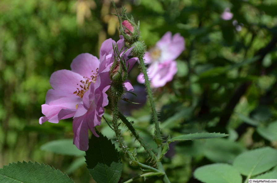 '<i>Rosa villosa</i> var. <i>duplex</i> Weston' rose photo