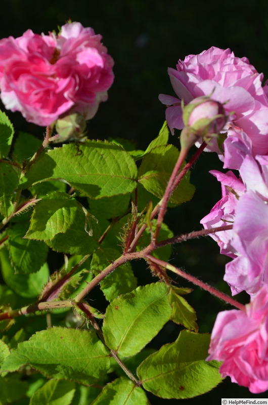 'Prolifera de Redouté' rose photo