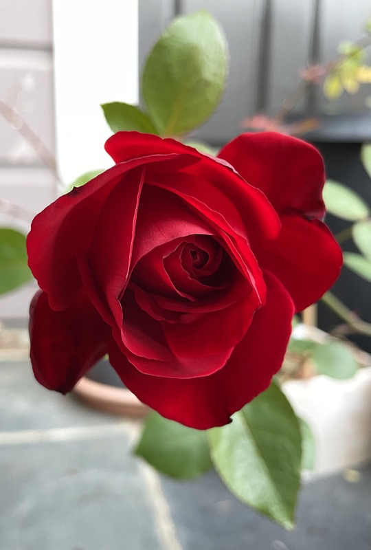 'J.C. Thornton' rose photo
