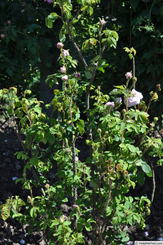 'Asepala' rose photo