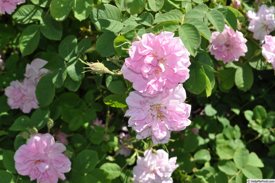 'Professeur Émile Perrot' rose photo