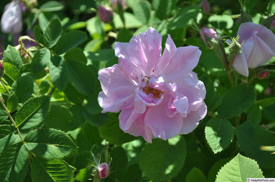 '<i>Rosa damascena semperflorens</i>' rose photo