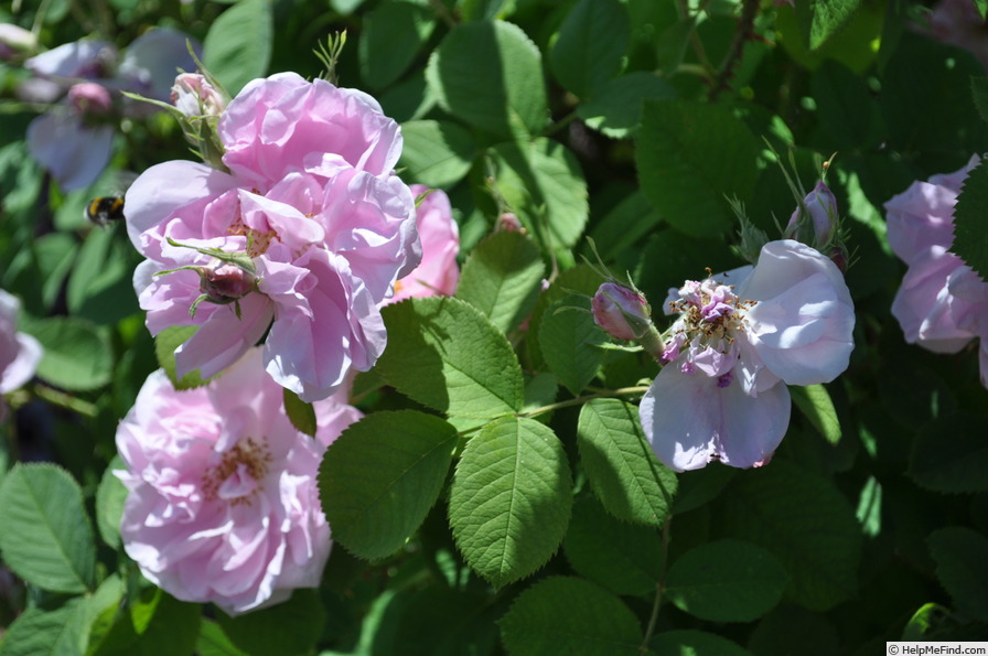 '<i>Rosa damascena semperflorens</i>' rose photo