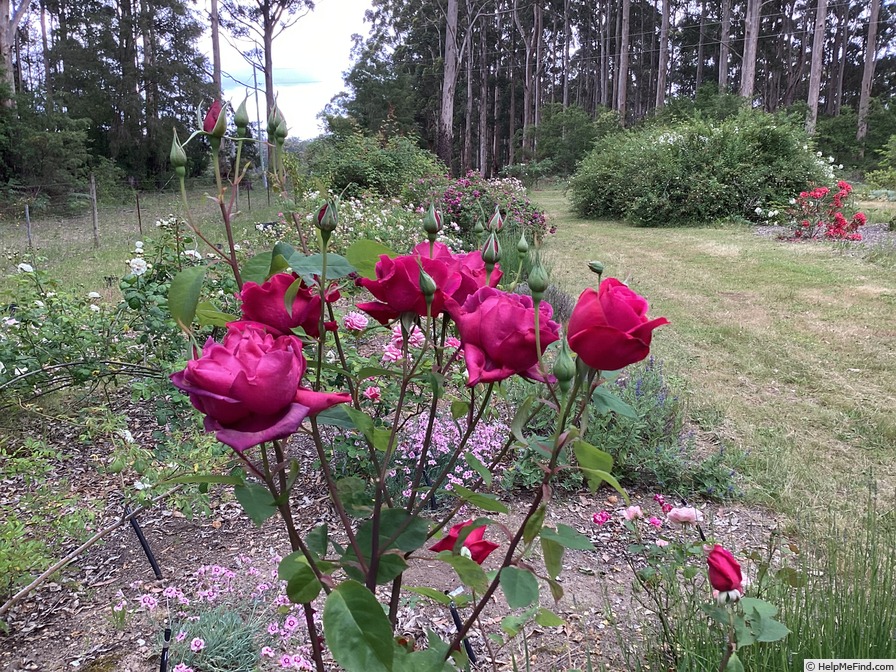 'Mirandy (Hybrid Tea, Lammerts 1944)' rose, click to enlarge 'Mirandy (Hybrid Tea, Lammerts 1944)' rose photo