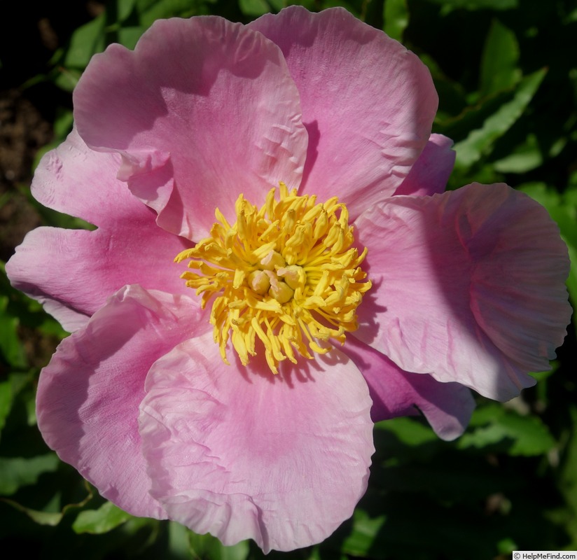 'Holbein' peony, click to enlarge 'Holbein' peony photo