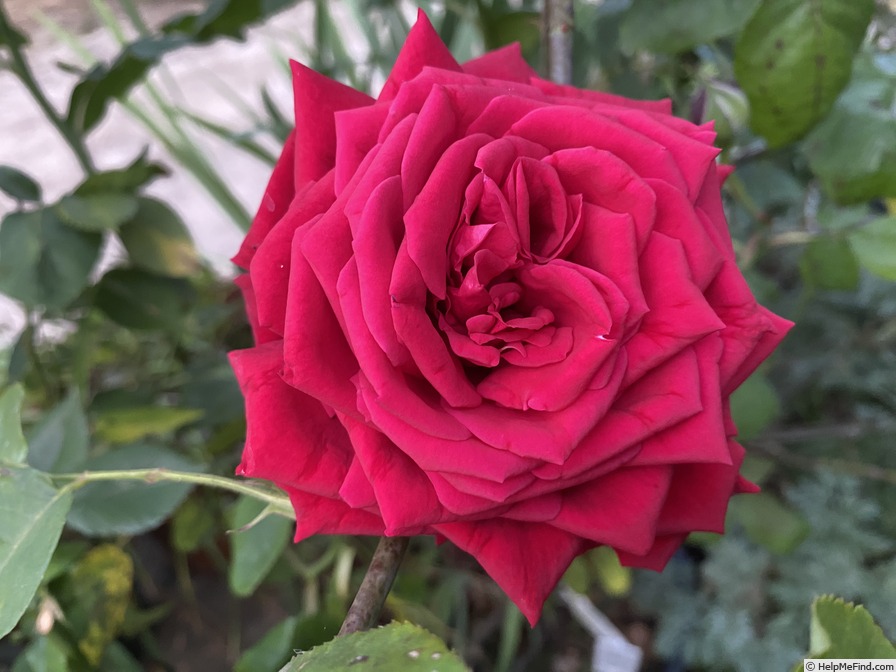 'Red Planet' rose photo