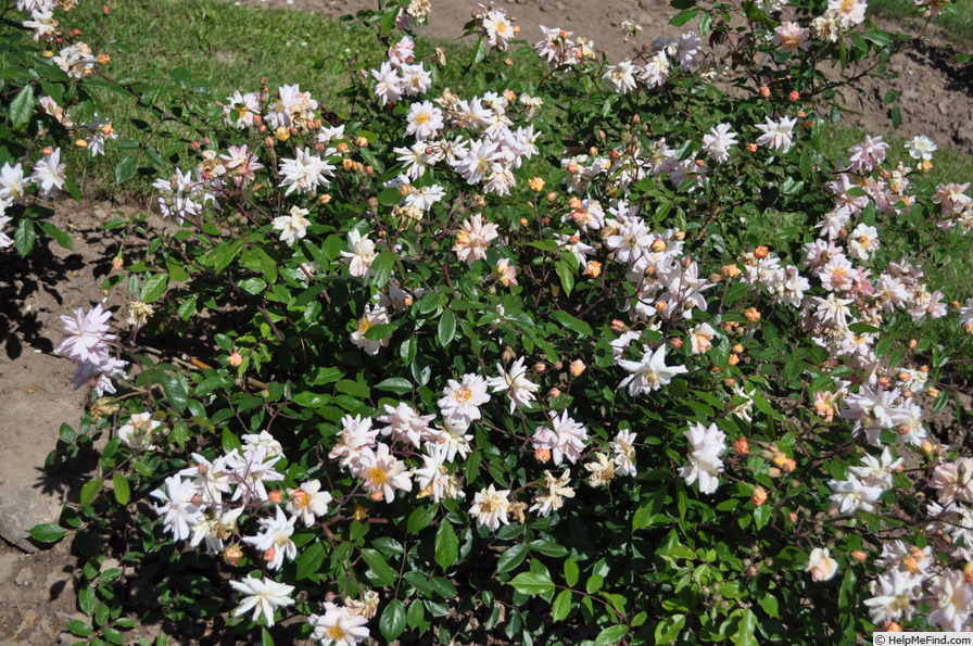 'Clytemnestra' rose, click to enlarge 'Clytemnestra' rose photo