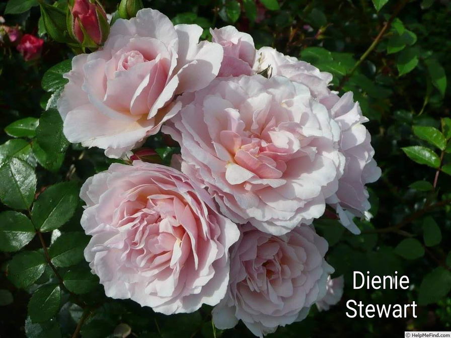 'Dienie Stewart' rose photo