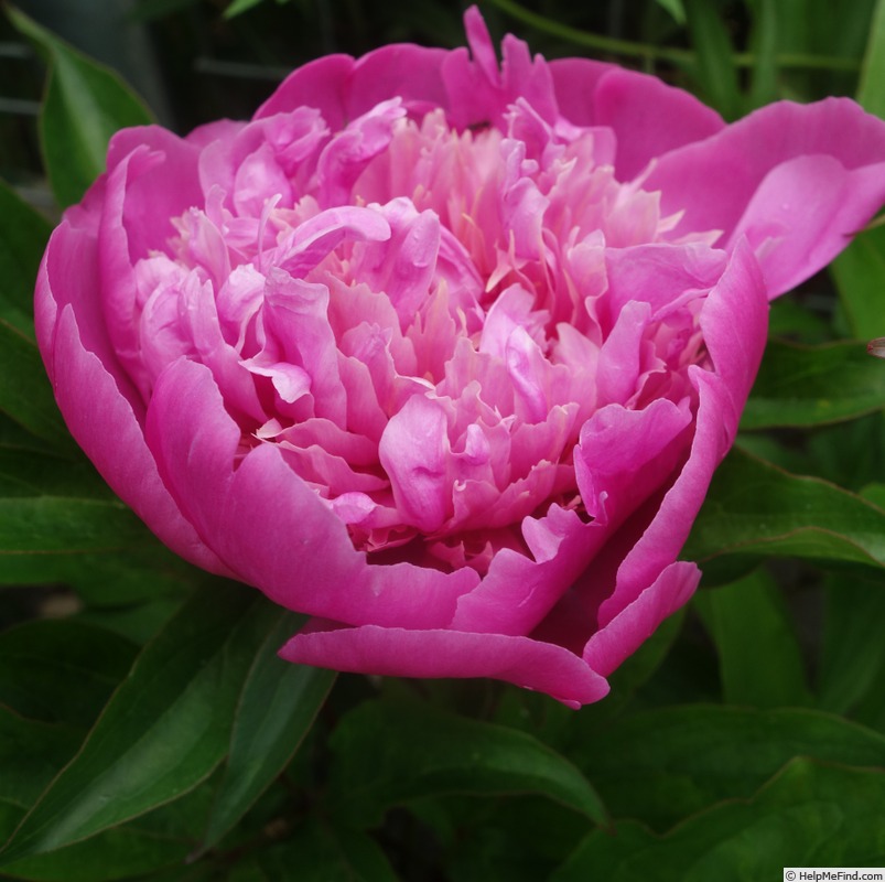 'Modeste Guerin' peony photo