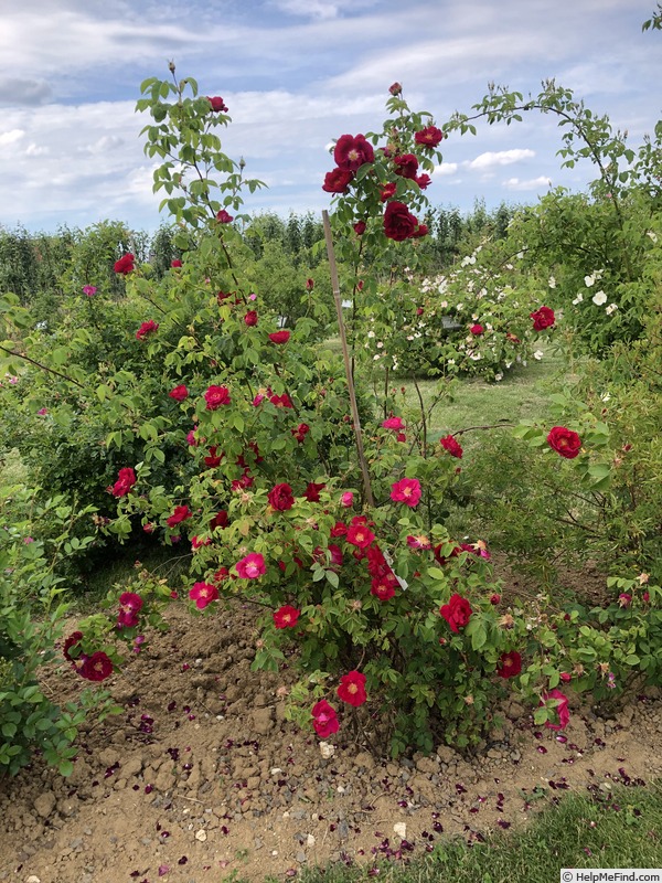 'AKA 108-18' rose photo