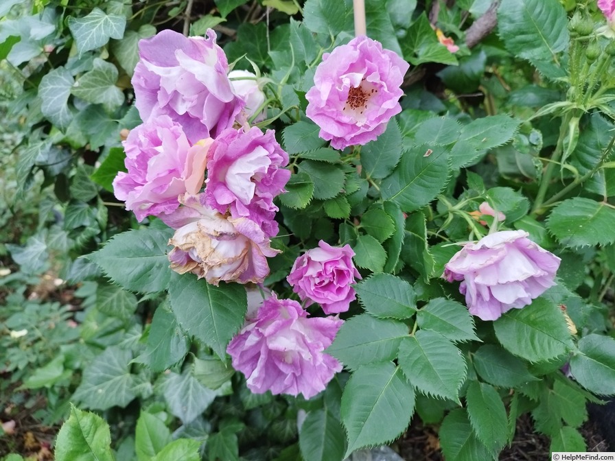 'Edith (shrub, Schade 2012)' rose photo